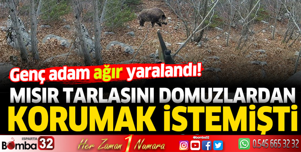 Mısır tarlasını domuzlardan koruma istemişti, ağır yaralandı!