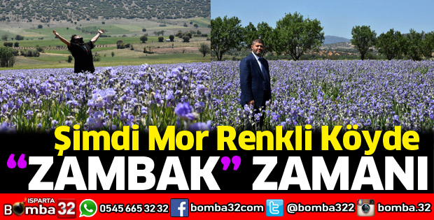 Mor renkli köyde zambak zamanı
