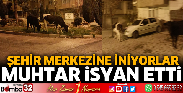 Muhtar isyan etti