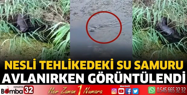 Nesli tehlikedeki su samuru avlanırken görüntülendi