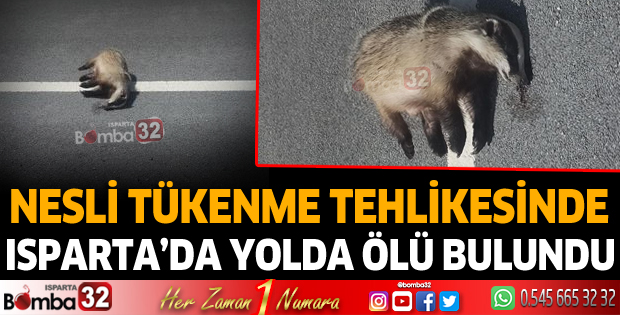 Nesli tükenme tehlikesinde... Isparta'da yolda ölü bulundu