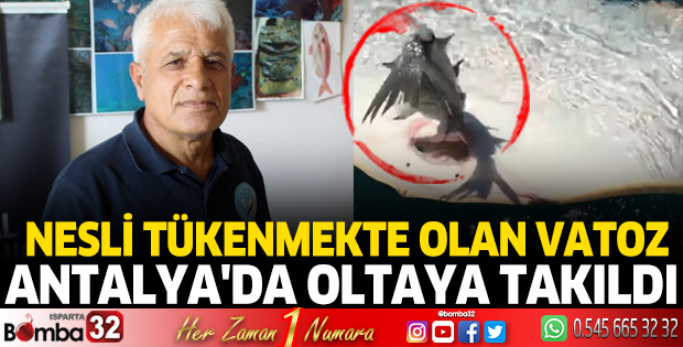 Nesli tükenmekte olan vatoz Antalya'da oltaya takıldı