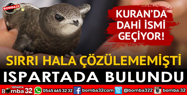 O KUŞ ISPARTA’DA BULUNDU