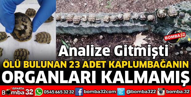 ÖLÜ BULUNAN KAPLUMBAĞALARIN ANALİZLERİ YAPILAMADI