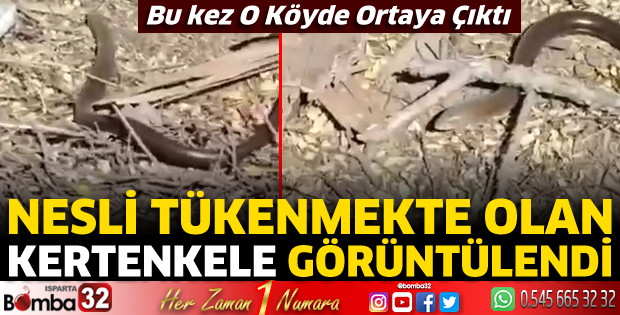 Oluklu kertenkelesi bu kez Kılıç Köyü'nde görüldü 