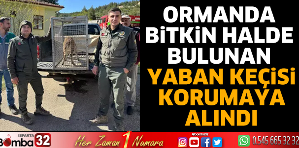Ormanda bitkin halde bulunan yaban keçisi korumaya alındı