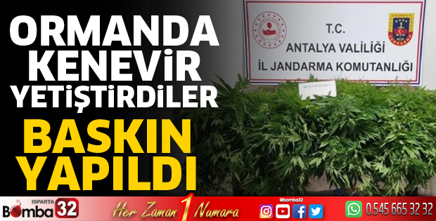 Ormanda kenevir yetiştirdiler