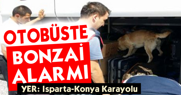 OTOBÜSTE BONZAİ ALARMI
