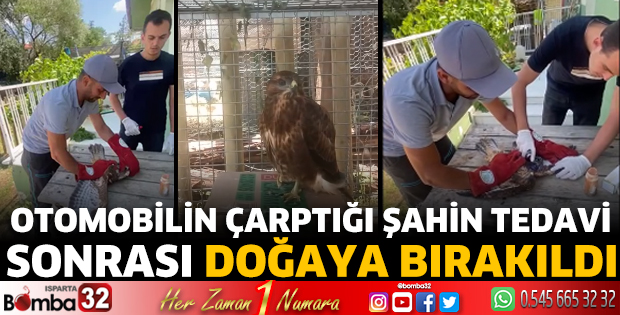Otomobilin çarptığı şahin tedavi sonrası doğaya bırakıldı