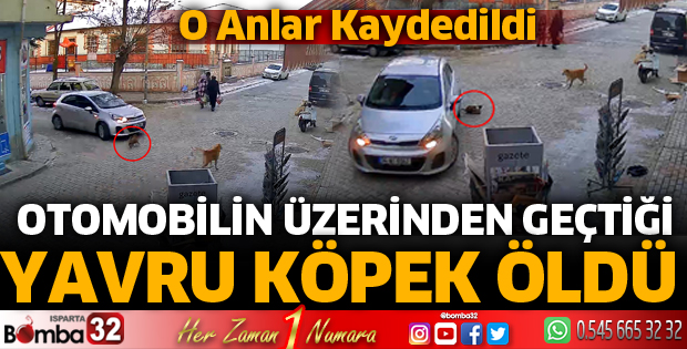 Otomobilin üzerinden geçtiği yavru köpek öldü