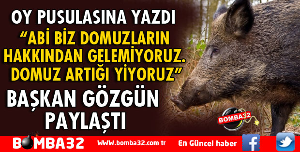 OY PUSULASINA DOMUZ SORUNUNU YAZDI