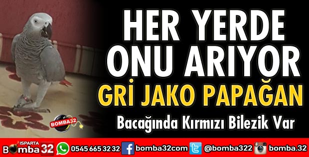 PAPAĞANINI HER YER ARIYOR