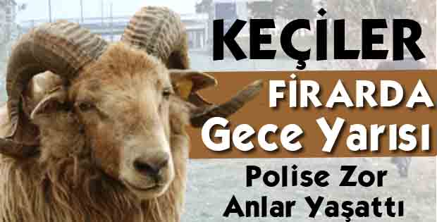 POLİS BU KEZ KEÇİLERİN PEŞİNDEYDİ