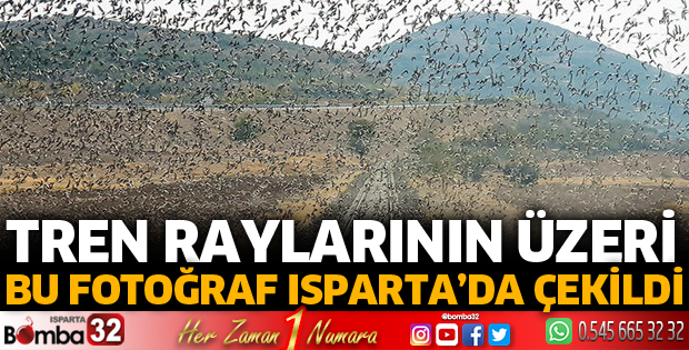Raylar üzerindeki sığırcık sürüsünü fotoğrafladı