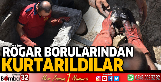 Rögar borularında mahsur kalan yavru kediler kurtarıldı