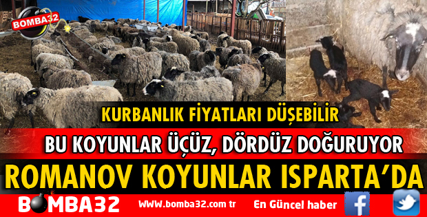 ROMANOV KOYUNLAR ISPARTA'DA
