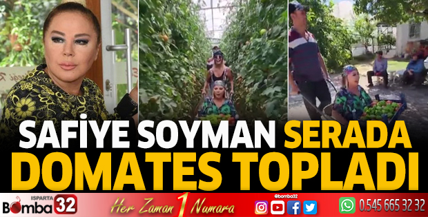 Safiye Soyman bu sefer serada domates topladı