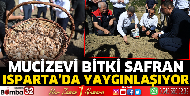 Safran, Isparta’da yaygınlaşıyor