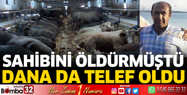 Sahibini öldüren dana da telef oldu