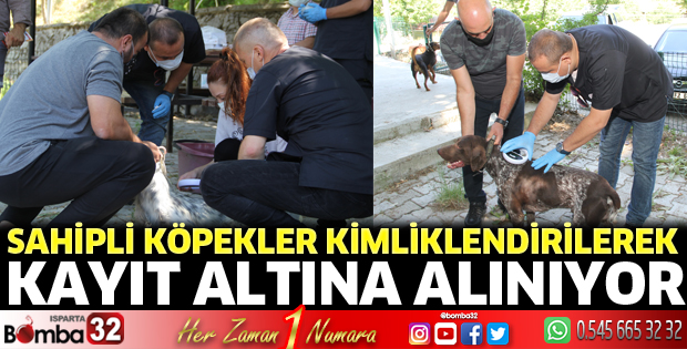 Sahipli köpekler kimliklendirilerek kayıt altına alınıyor