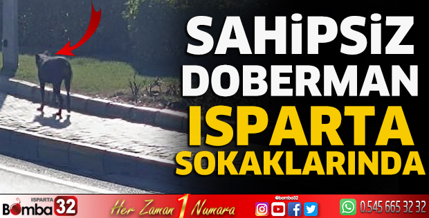 Sahipsiz doberman Isparta sokaklarında