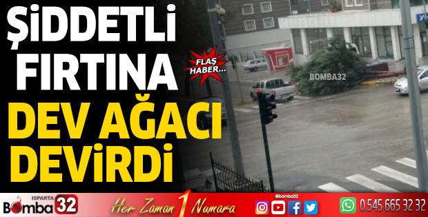 Şiddetli fırtına dev ağacı devirdi
