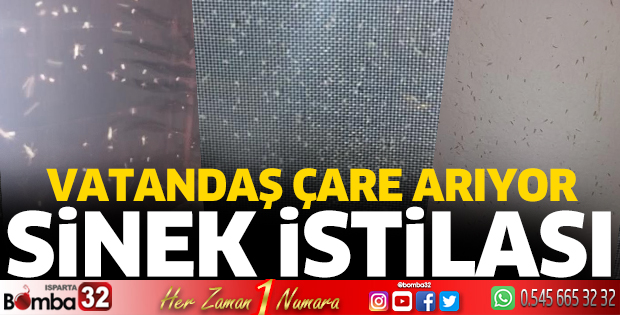 Sinek istilası