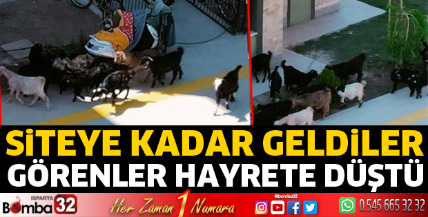 Siteye kadar geldiler