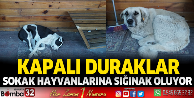 Sokak Hayvanları Duraklara Sığınıyor