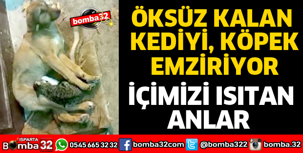 SOKAK KÖPEĞİ KEDİYE ANNELİK EDİYOR