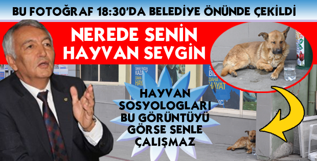 SOKAK KÖPEKLERİ CİRİT ATIYOR
