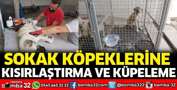 Sokak köpeklerine kısırlaştırma ve küpeleme işlemi