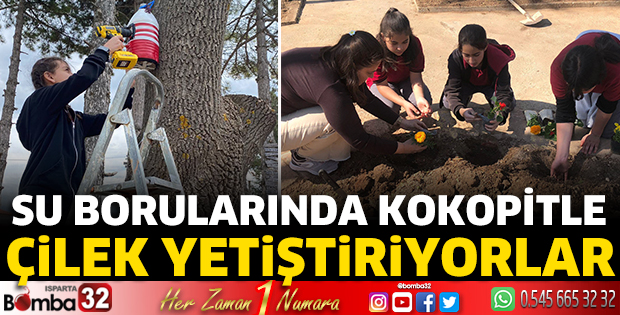 Su borularında kokopitle çilek yetiştiriyorlar