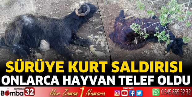Sürüye kurt saldırısı