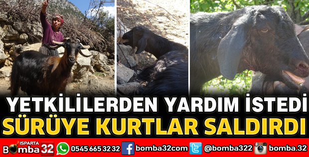 SÜRÜYE KURTLAR SALDIRDI