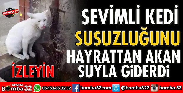 SUSUZ KALAN KEDİ BAKIN NE YAPTI