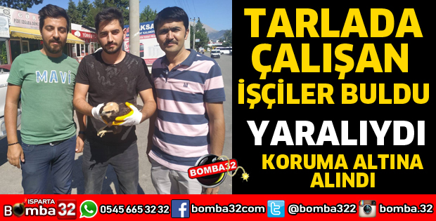 TARLADA İŞÇİLERİN YARALI BULDUĞU DELİCE DOĞAN KORUMAYA ALINDI