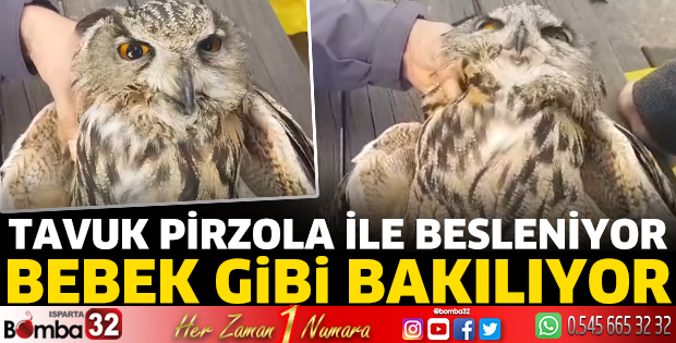 Tavuk pirzola ile besleniyor