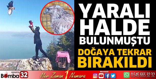 Tedavisi yapılan kızıl şahin doğaya salındı