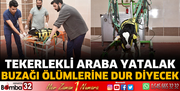 Tekerlekli araba yatalak buzağı ölümlerine dur diyecek