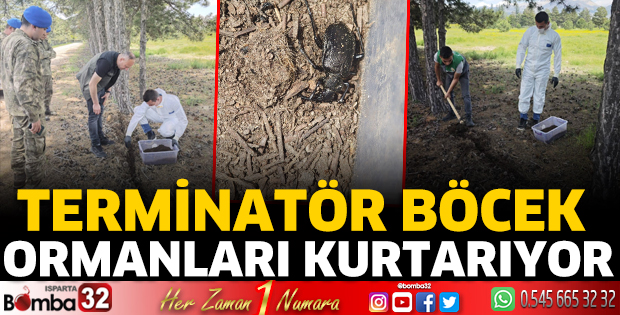 Terminatör böcek ormanları kurtarıyor 