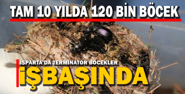 Terminatör Böcekler İşbaşında