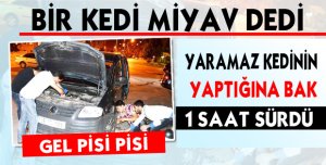  BİR KEDİ MİYAV DEDİ OLANLAR OLDU !