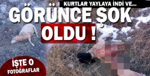  KURTLAR YAYLAYA  İNDİ VE...