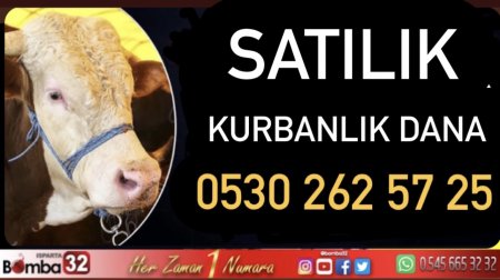  SATILIK KURBANLIK DANA 