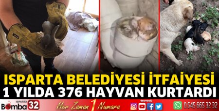 1 yılda 376 hayvan kurtardılar