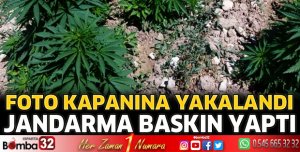 14 kök kenevir ele geçirildi
