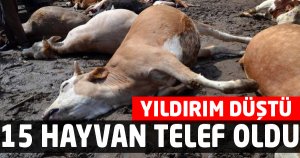 15 HAYVAN TELEF OLDU