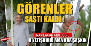 1,5 Metre Uzunluğunda Kabak Yetiştirildi.