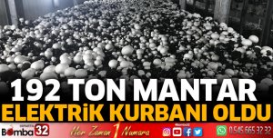 192 ton mantar elektrik kurbanı oldu